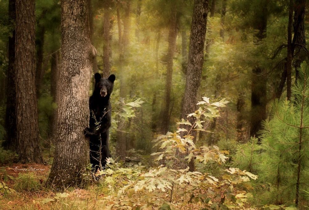 Фотография: Хранителей леса пост №2 - BigPicture.ru