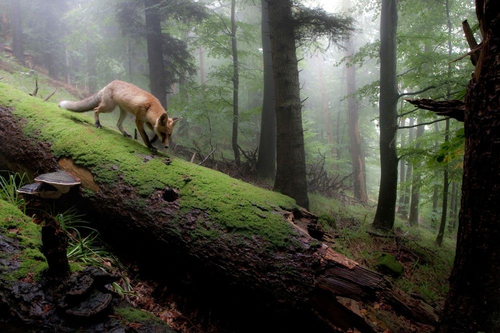 Фотография: Хранителей леса пост №5 - BigPicture.ru