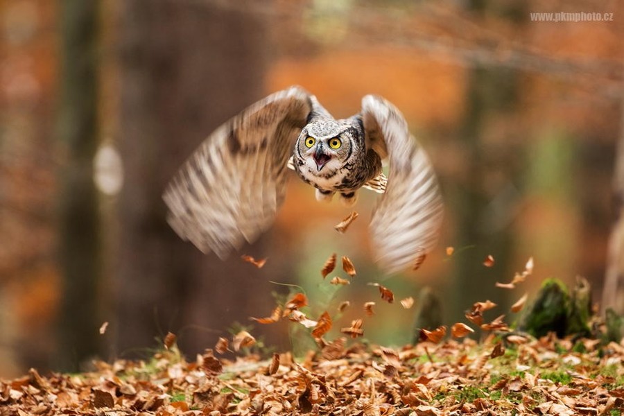 Фотография: 18 фотографий, которыми совы могут гордиться №5 - BigPicture.ru