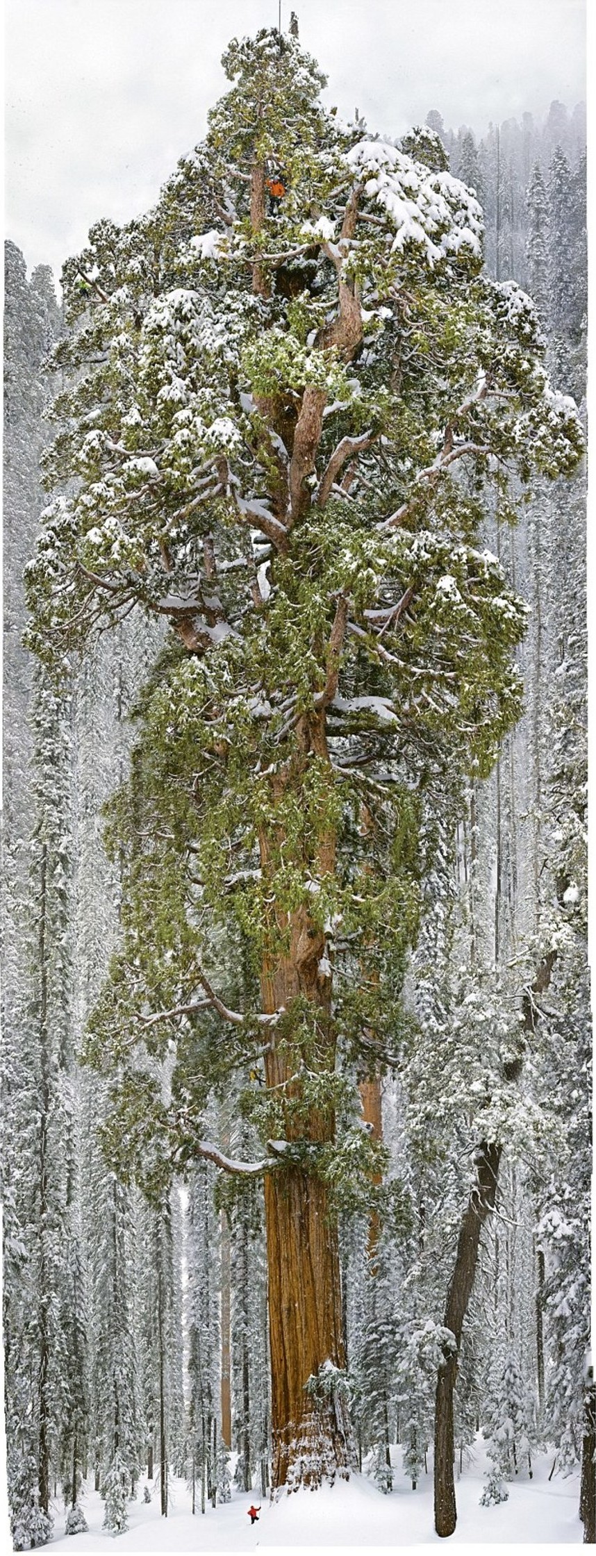Фотография: Чтобы заснять это дерево целиком, фотографам понадобилось 32 дня №9 - BigPicture.ru