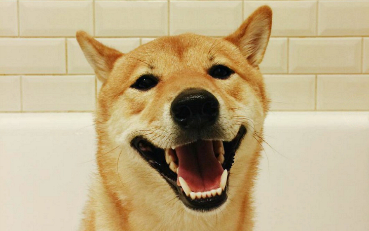 Фотография: Барни — самый веселый пес на свете №1 - BigPicture.ru