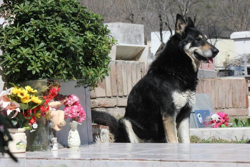 Фотография: Боже, помоги мне быть таким человеком, каким меня считает моя собака №4 - BigPicture.ru
