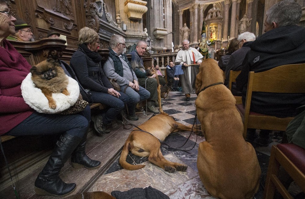 Фотография: Как в Бельгии благословляют животных №8 - BigPicture.ru