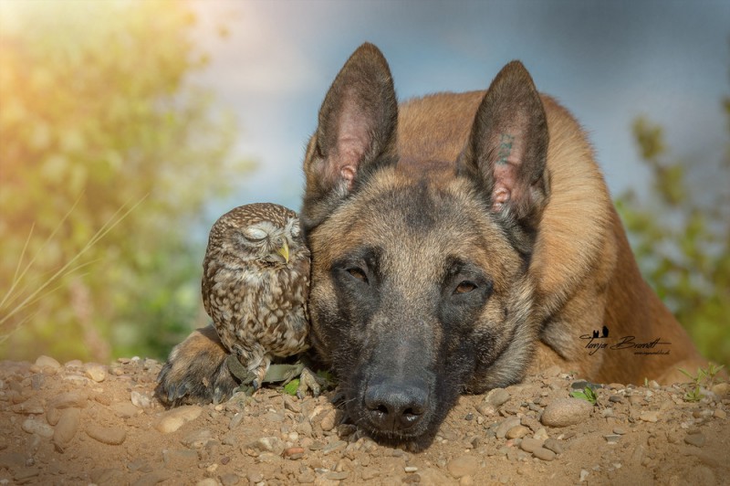 Фотография: Такая милая дружба пса и совушки №1 - BigPicture.ru