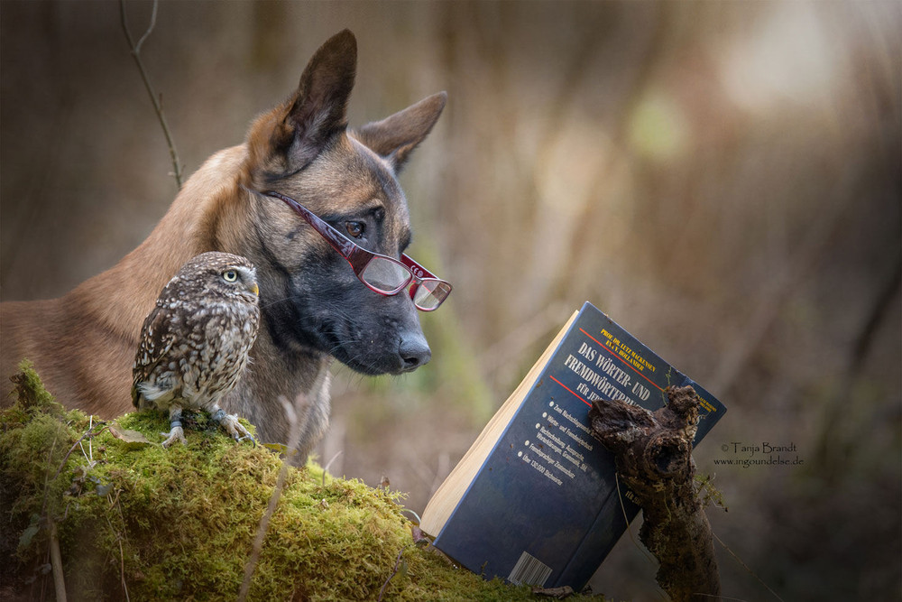 Фотография: Такая милая дружба пса и совушки №6 - BigPicture.ru