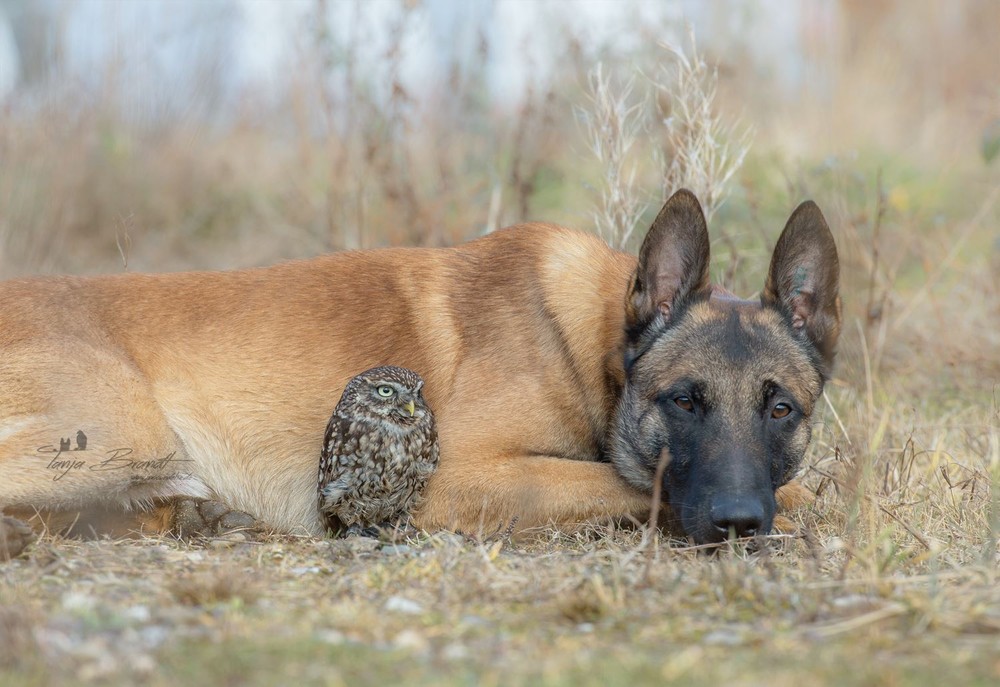 Фотография: Такая милая дружба пса и совушки №7 - BigPicture.ru