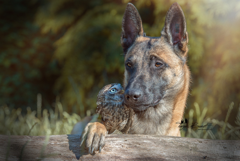 Фотография: Такая милая дружба пса и совушки №8 - BigPicture.ru