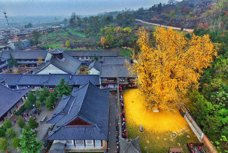 Фотография: 1400-летнее дерево осыпало буддийский храм горой ярко-желтых листьев №2 - BigPicture.ru