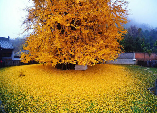 1400-летнее дерево осыпало буддийский храм горой ярко-желтых листьев