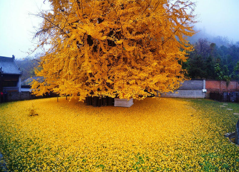 Фотография: 1400-летнее дерево осыпало буддийский храм горой ярко-желтых листьев №1 - BigPicture.ru