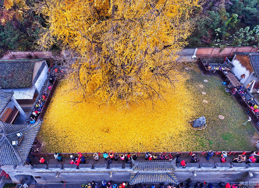Фотография: 1400-летнее дерево осыпало буддийский храм горой ярко-желтых листьев №5 - BigPicture.ru