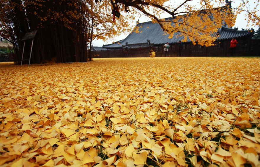 Фотография: 1400-летнее дерево осыпало буддийский храм горой ярко-желтых листьев №6 - BigPicture.ru