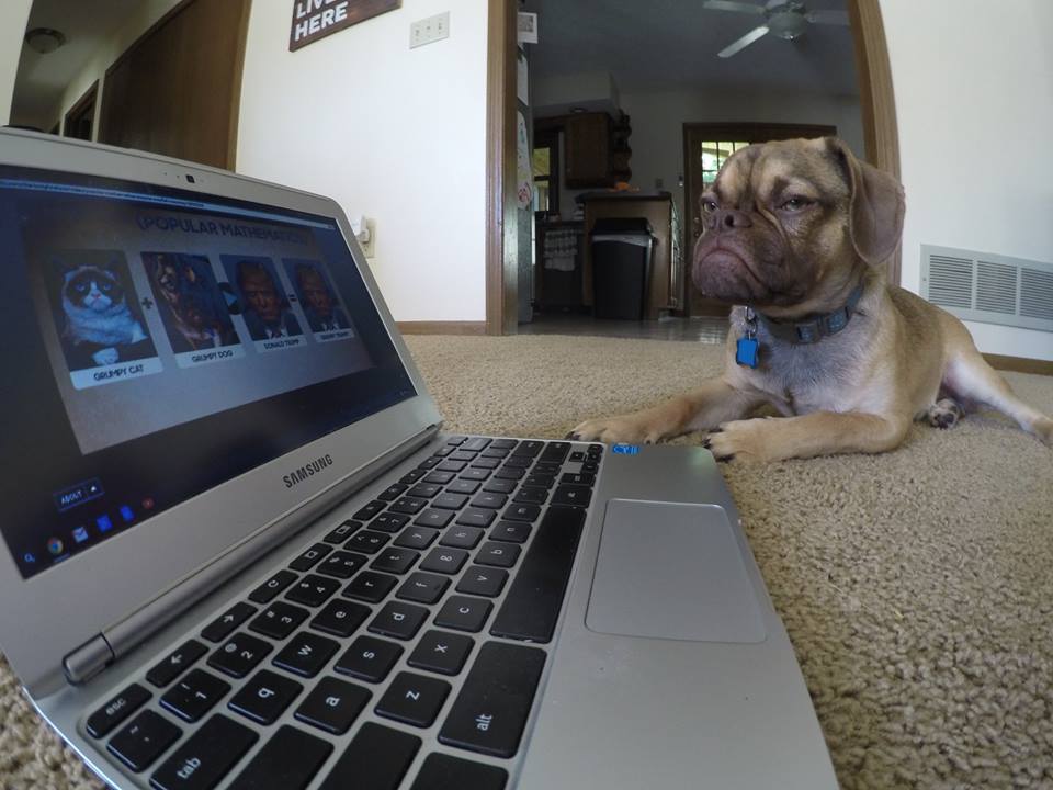 Фотография: Угрюмый пес покоряет интернет и ваши сердца №3 - BigPicture.ru