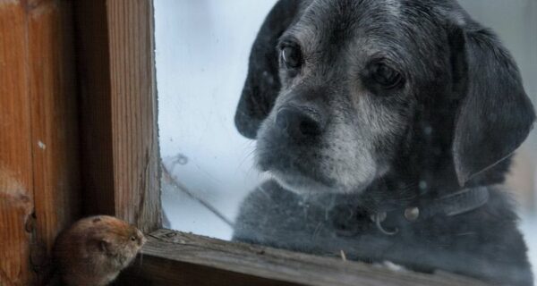 Волшебные фото заброшенных домов, занятых дикими зверями