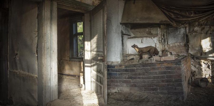 Фотография: Волшебные фото заброшенных домов, занятых дикими зверями №9 - BigPicture.ru