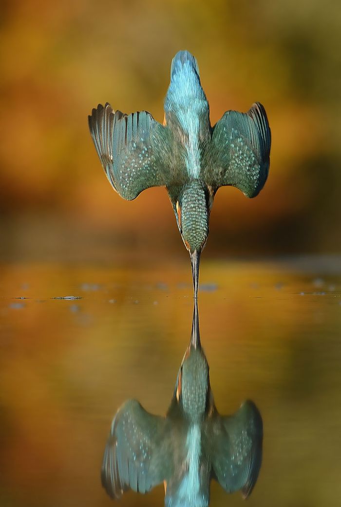 Фотография: После 6 лет и 720 тысяч попыток фотограф сделал идеальный снимок зимородка №2 - BigPicture.ru