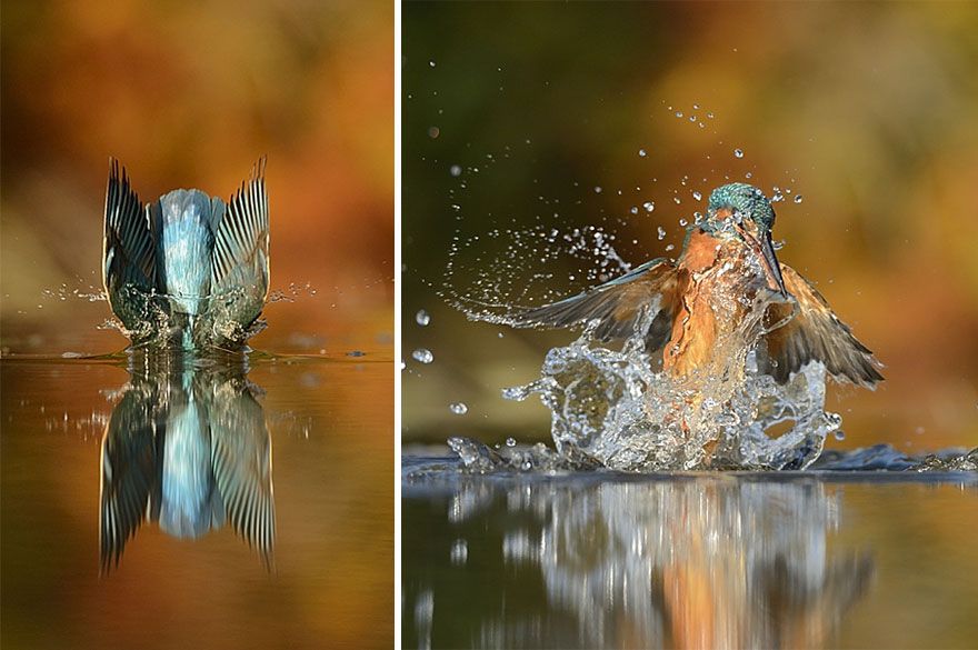 Фотография: После 6 лет и 720 тысяч попыток фотограф сделал идеальный снимок зимородка №6 - BigPicture.ru