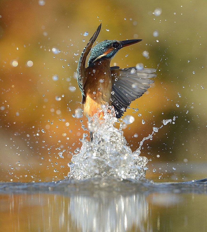 Фотография: После 6 лет и 720 тысяч попыток фотограф сделал идеальный снимок зимородка №7 - BigPicture.ru