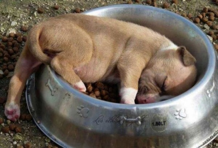 фото милых спящих собак и щенков