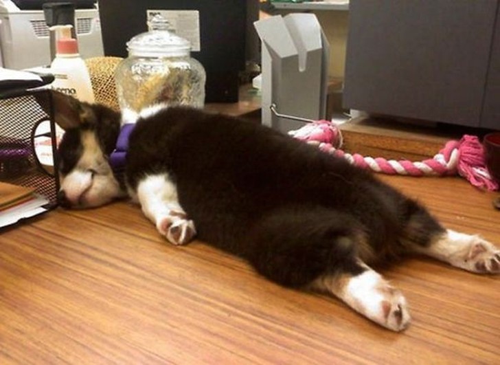 фото милых спящих собак и щенков