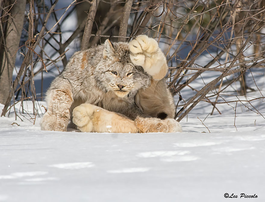 Фотография: 12 видов диких кошек, о которых вы не знали №3 - BigPicture.ru