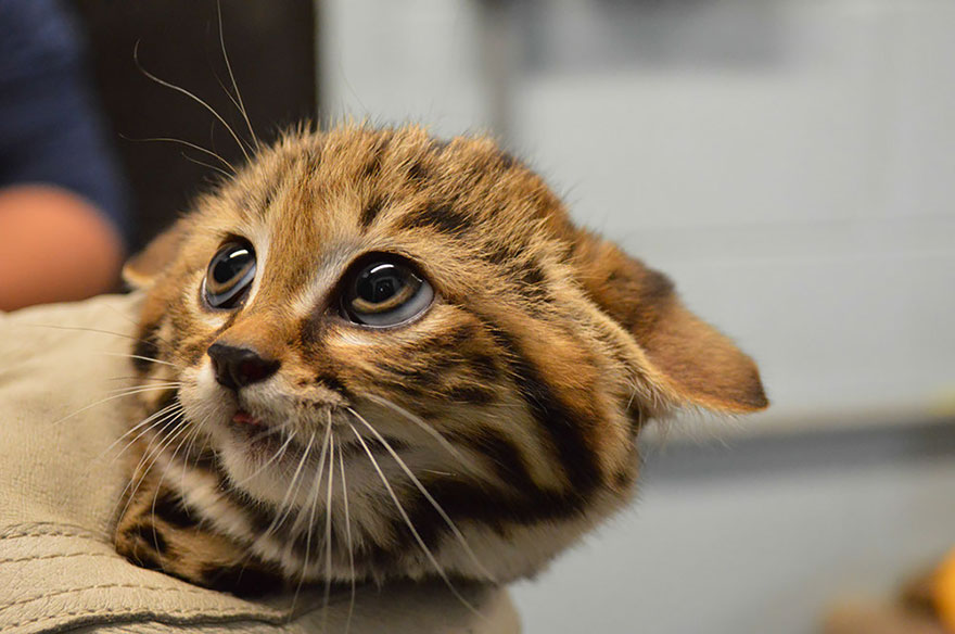 Фотография: 12 видов диких кошек, о которых вы не знали №5 - BigPicture.ru