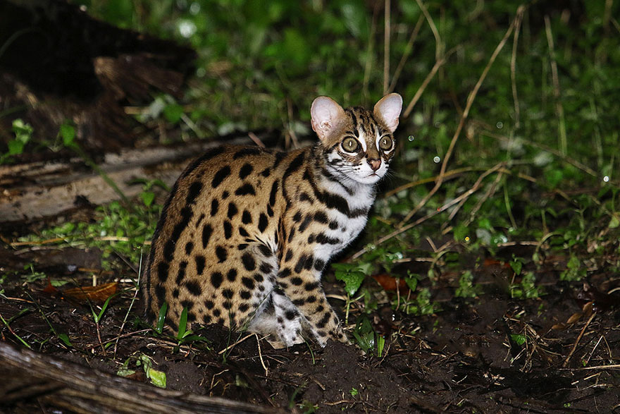 Фотография: 12 видов диких кошек, о которых вы не знали №9 - BigPicture.ru