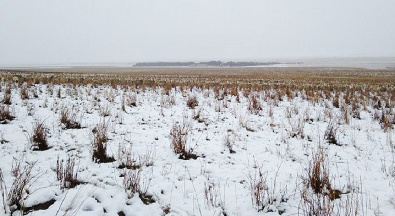 Фотография: На этой фотографии 550 овец, можете их найти? №1 - BigPicture.ru