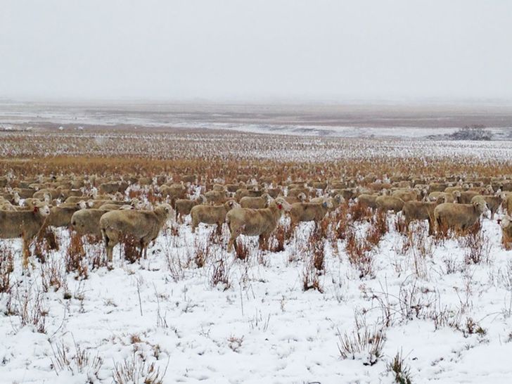 Фотография: На этой фотографии 550 овец, можете их найти? №5 - BigPicture.ru