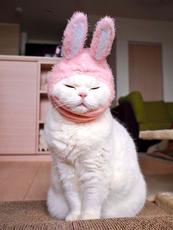 Фотография: Эта 17-летняя кошка — самая ленивая звезда японского интернета №2 - BigPicture.ru