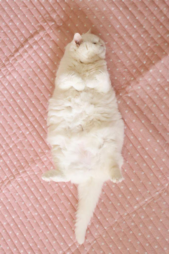 Фотография: Эта 17-летняя кошка — самая ленивая звезда японского интернета №4 - BigPicture.ru