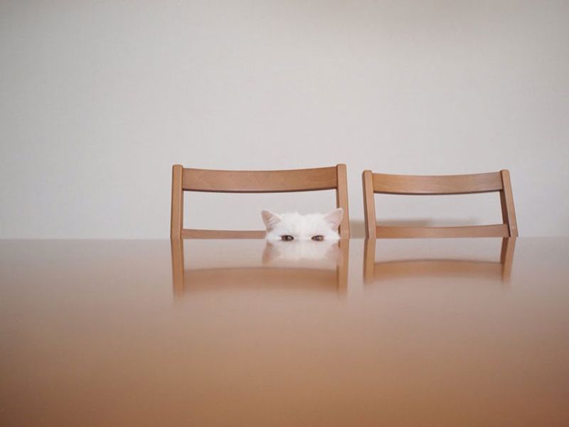 Фотография: Эта 17-летняя кошка — самая ленивая звезда японского интернета №5 - BigPicture.ru