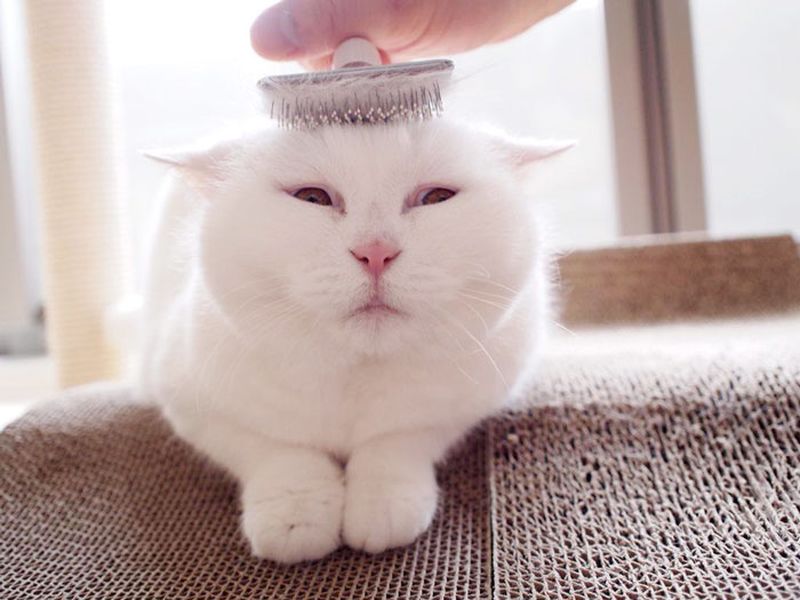 Фотография: Эта 17-летняя кошка — самая ленивая звезда японского интернета №7 - BigPicture.ru