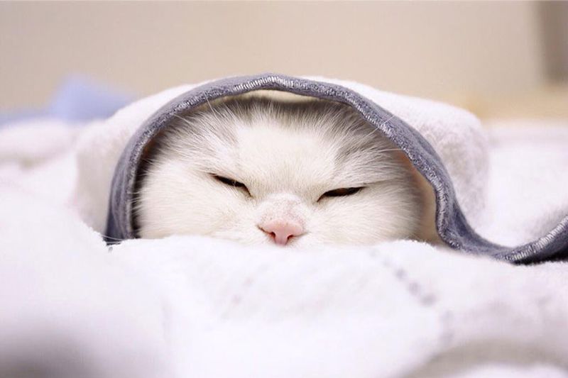 Фотография: Эта 17-летняя кошка — самая ленивая звезда японского интернета №9 - BigPicture.ru