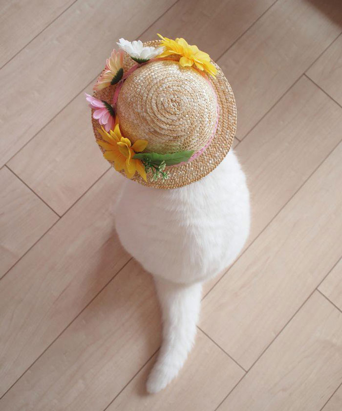 Фотография: Эта 17-летняя кошка — самая ленивая звезда японского интернета №10 - BigPicture.ru