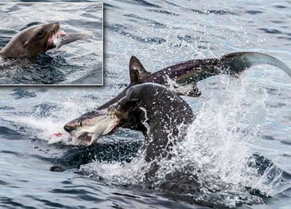 Хищница превратилась в добычу! Голодный морской лев пообедал акулой
