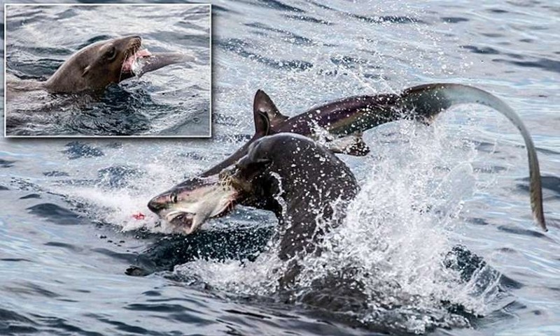 Фотография: Хищница превратилась в добычу! Голодный морской лев пообедал акулой №1 - BigPicture.ru