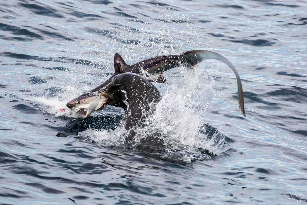 Фотография: Хищница превратилась в добычу! Голодный морской лев пообедал акулой №2 - BigPicture.ru