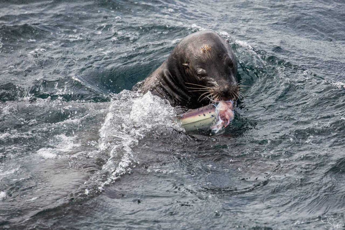 Фотография: Хищница превратилась в добычу! Голодный морской лев пообедал акулой №4 - BigPicture.ru