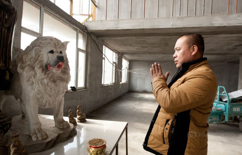 Фотография: Китайский миллионер разорился из-за собак №2 - BigPicture.ru