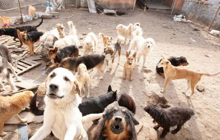 Фотография: Китайский миллионер разорился из-за собак №11 - BigPicture.ru