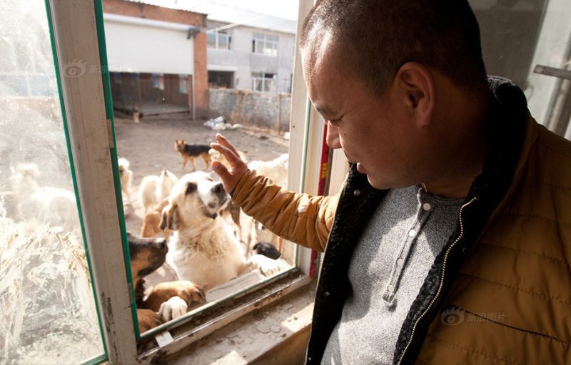 Фотография: Китайский миллионер разорился из-за собак №10 - BigPicture.ru