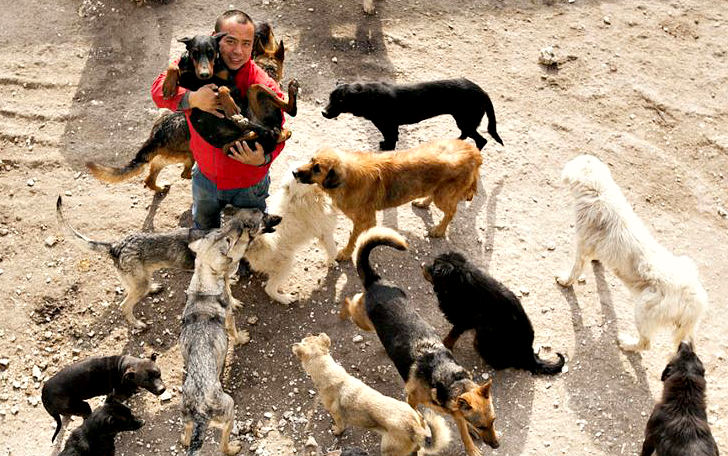 Фотография: Китайский миллионер разорился из-за собак №1 - BigPicture.ru