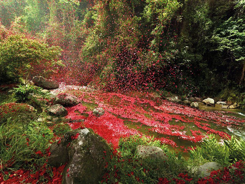 Фотография: Город в Коста-Рике заполнили 8 миллионов цветочных лепестков №7 - BigPicture.ru