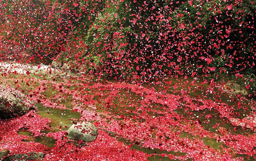 Фотография: Город в Коста-Рике заполнили 8 миллионов цветочных лепестков №8 - BigPicture.ru