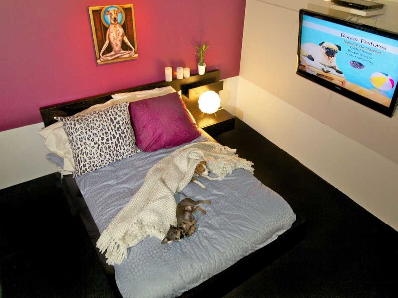 Фотография: До 200 долларов за ночь: отель для собак в Нью-Йорке №1 - BigPicture.ru
