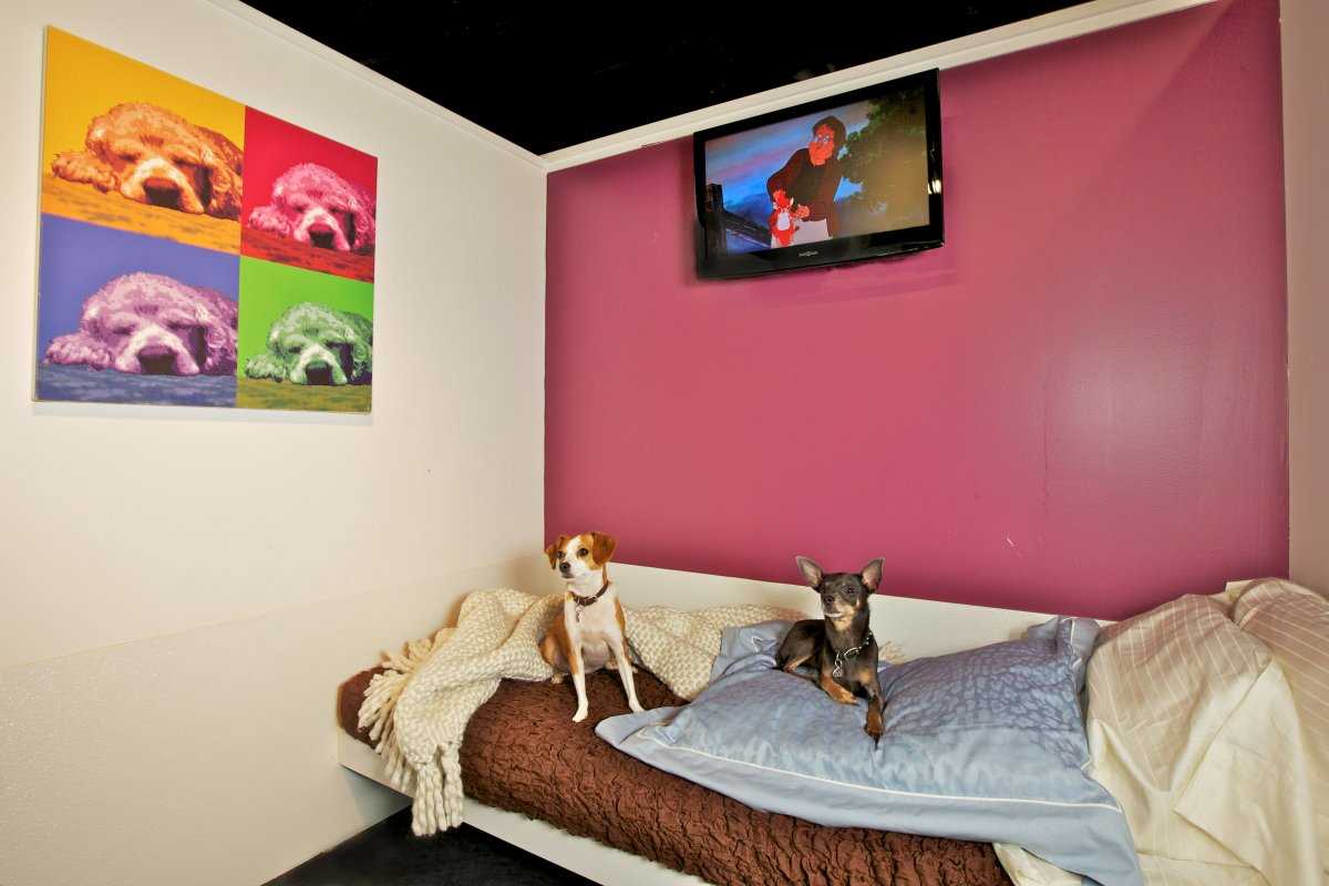 Фотография: До 200 долларов за ночь: отель для собак в Нью-Йорке №9 - BigPicture.ru