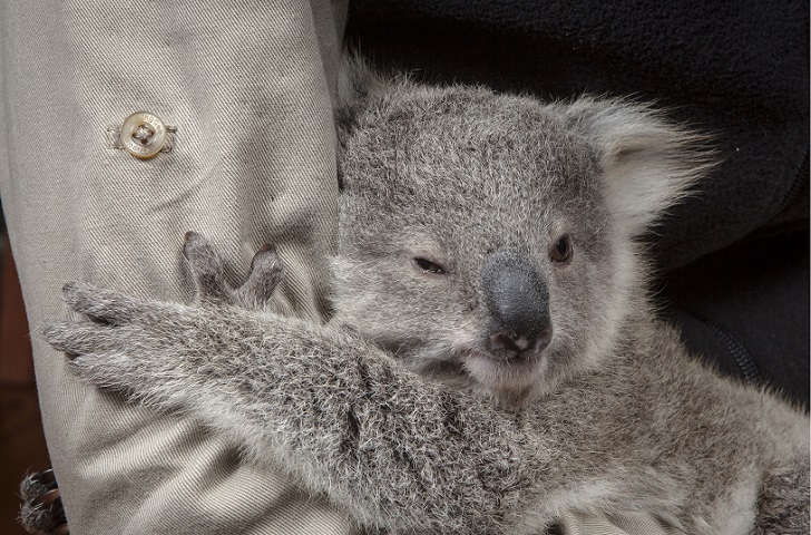 Фотография: Первая фотосессия крошки коалы №2 - BigPicture.ru