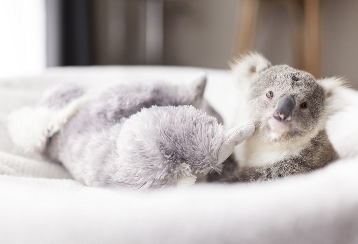 Фотография: Первая фотосессия крошки коалы №5 - BigPicture.ru
