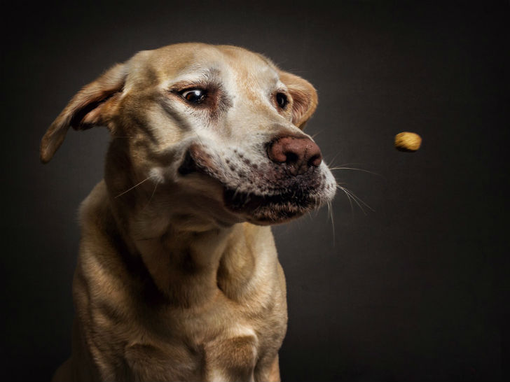 Фотография: Фотограф запечатлел всю гамму забавных эмоций у собак №4 - BigPicture.ru